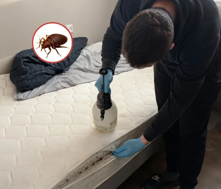 Technicien traitant un matelas contre les punaises de lit à Roissy-en-France